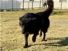 混種犬