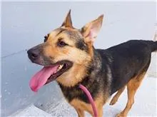 混種犬