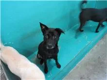 混種犬