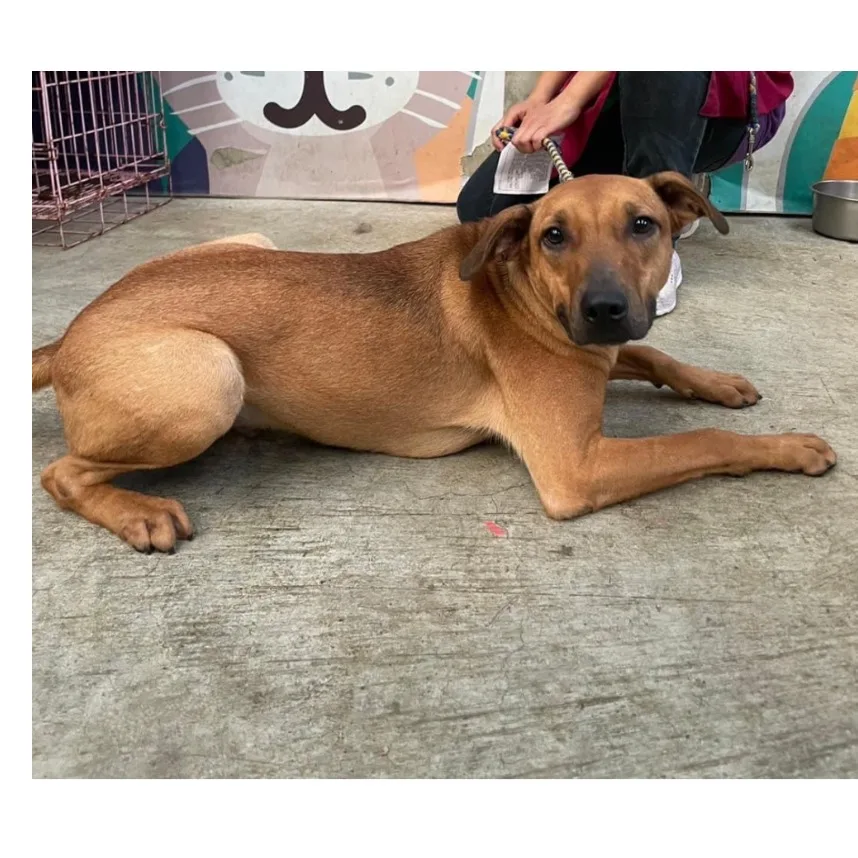 混種犬