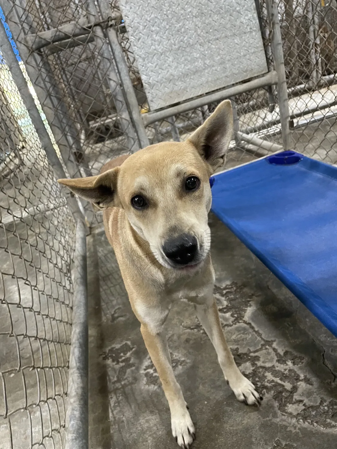 混種犬