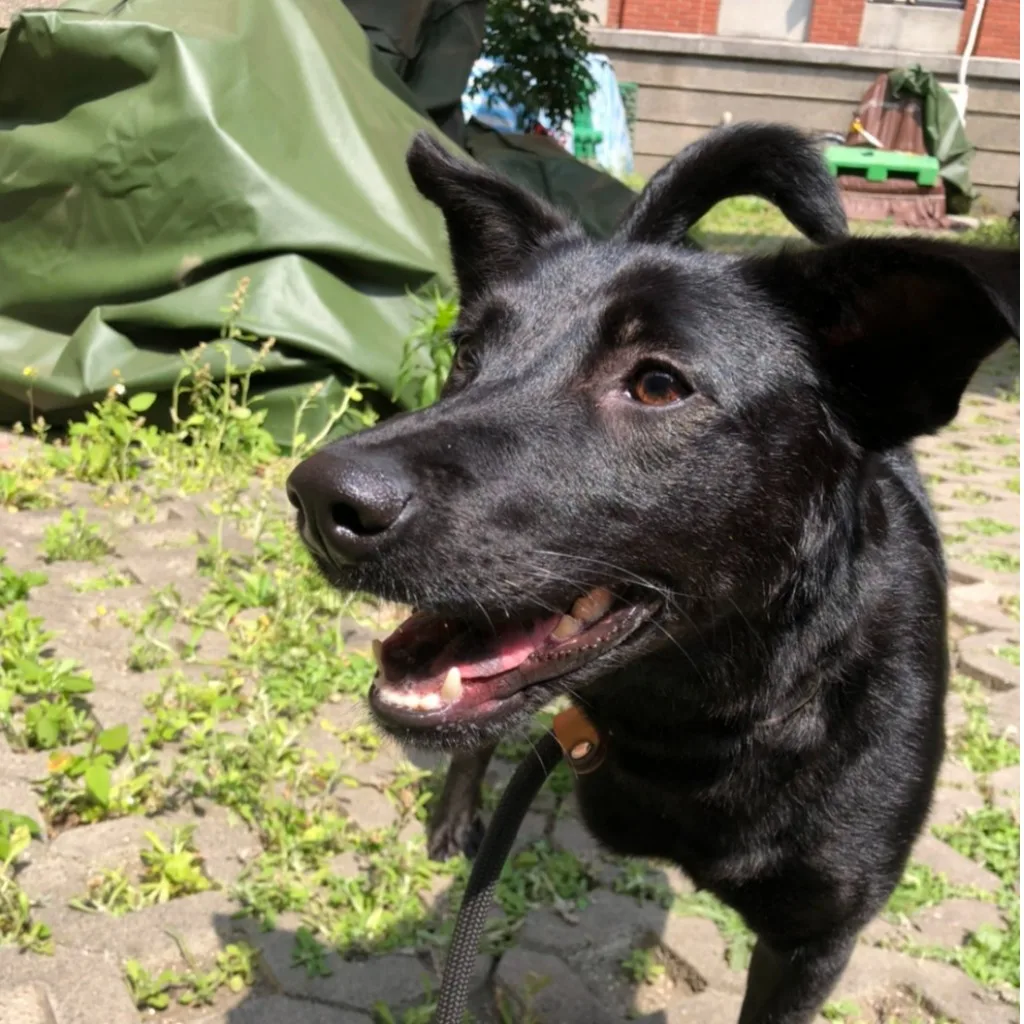 混種犬