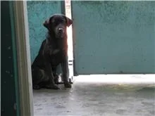 混種犬