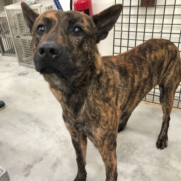 混種犬
