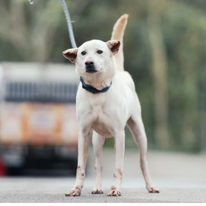 混種犬