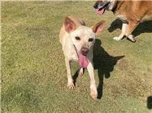 混種犬