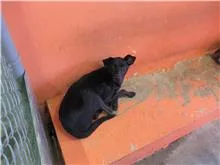 混種犬