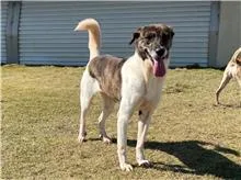 混種犬