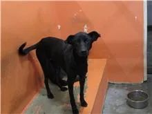 混種犬