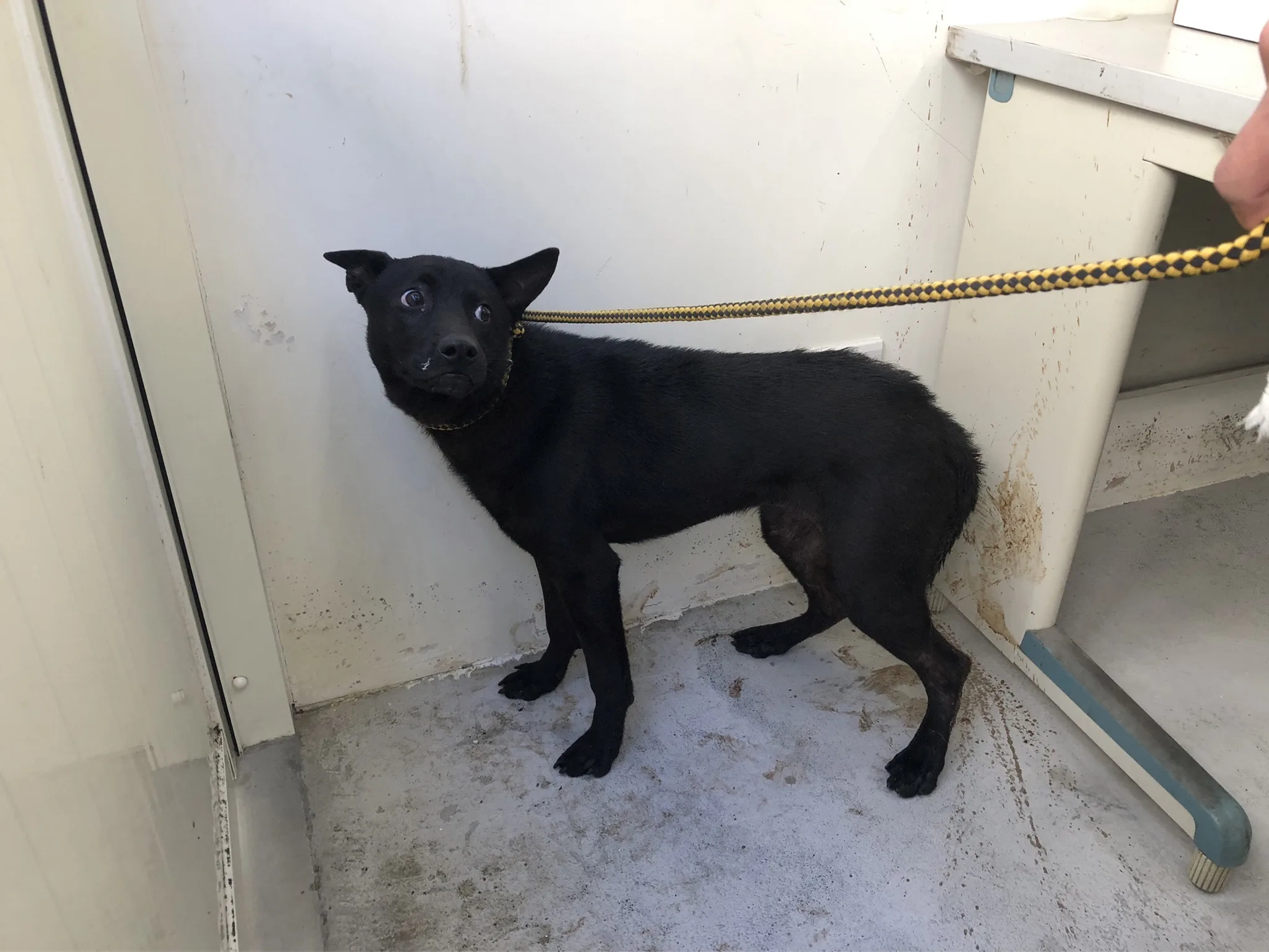 混種犬