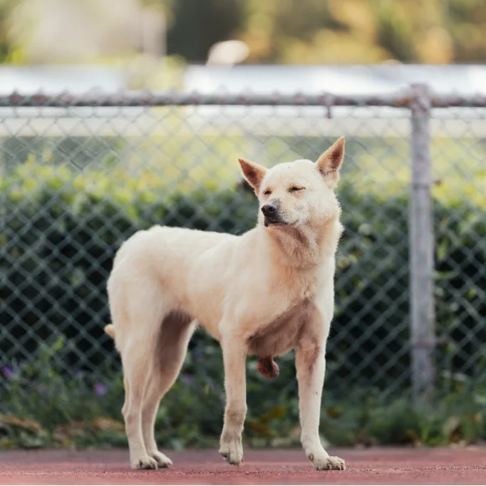 混種犬