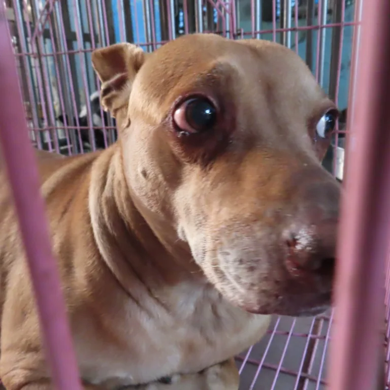 混種犬