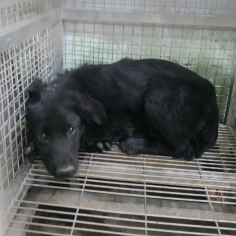 混種犬