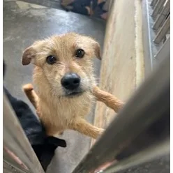 混種犬