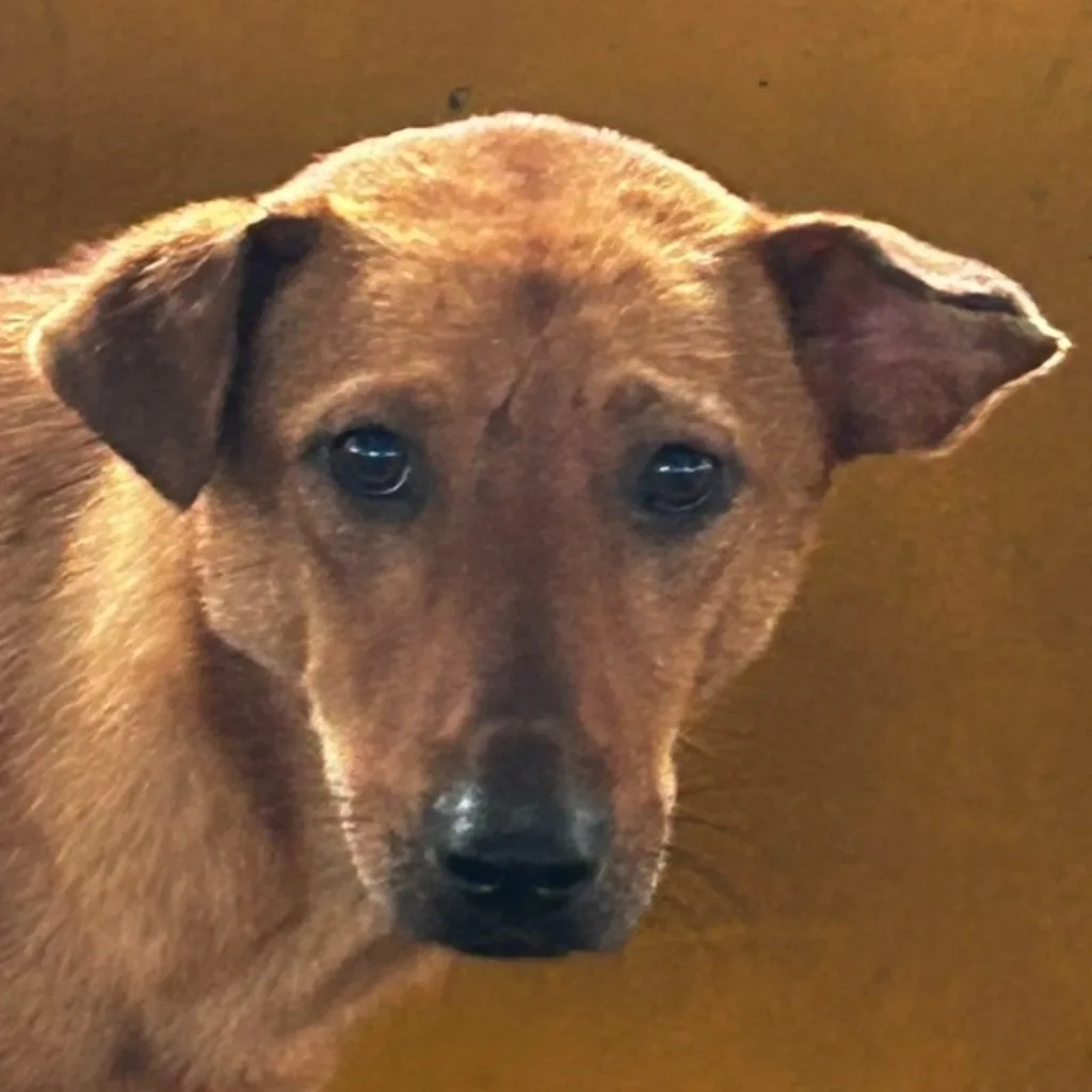 混種犬