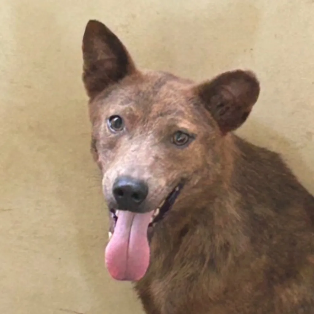 混種犬