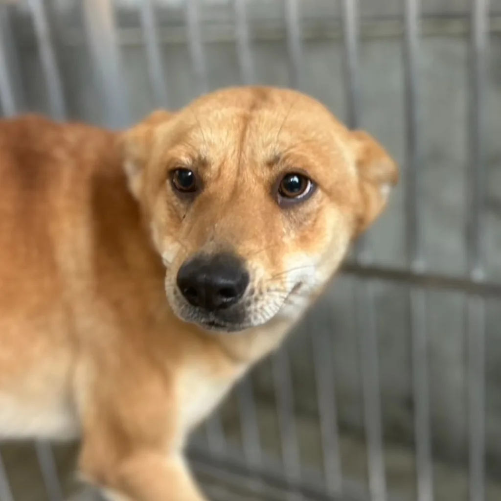 混種犬