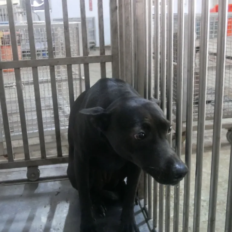 混種犬