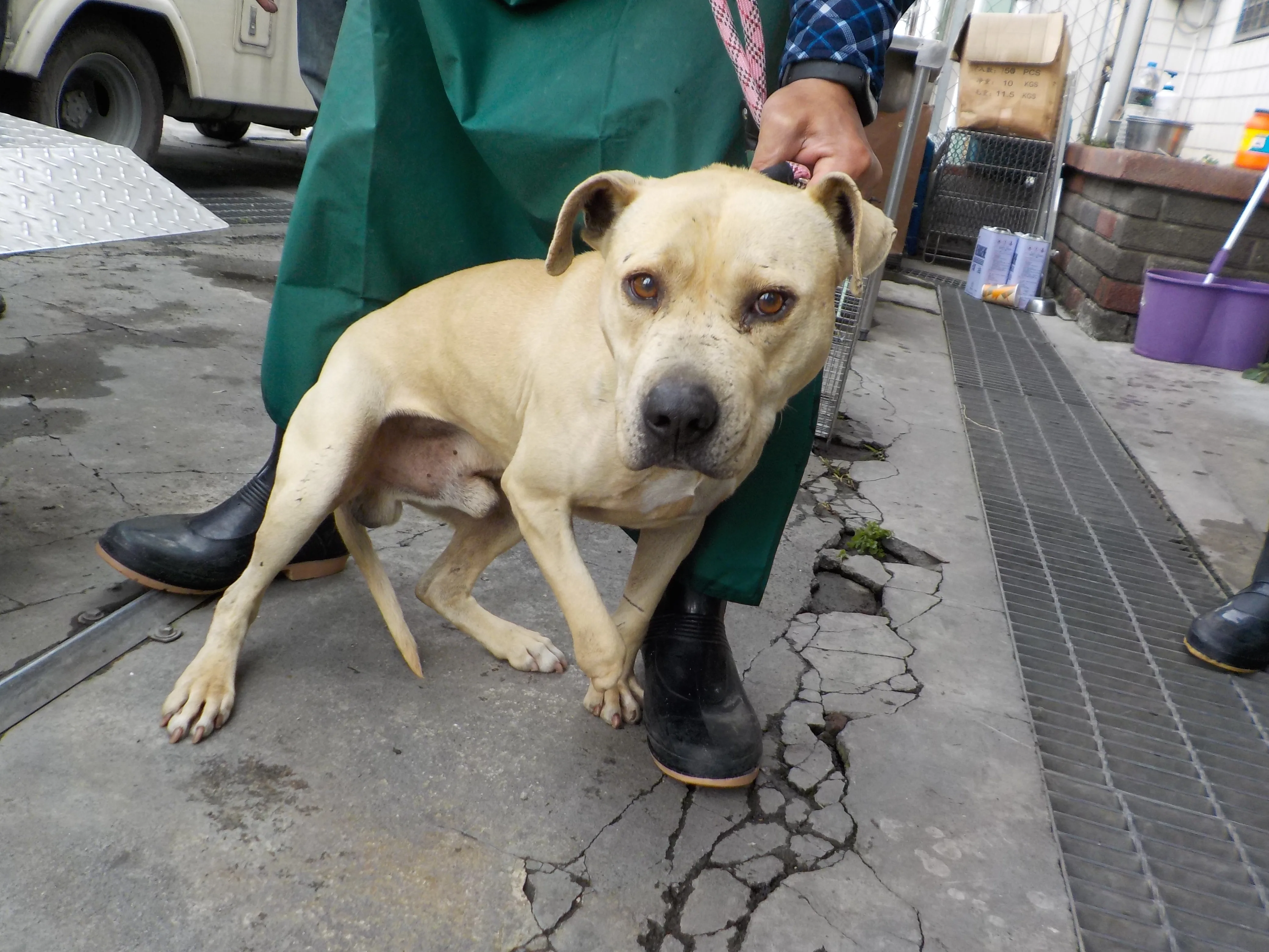 混種犬