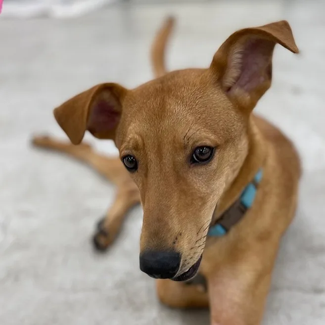 混種犬