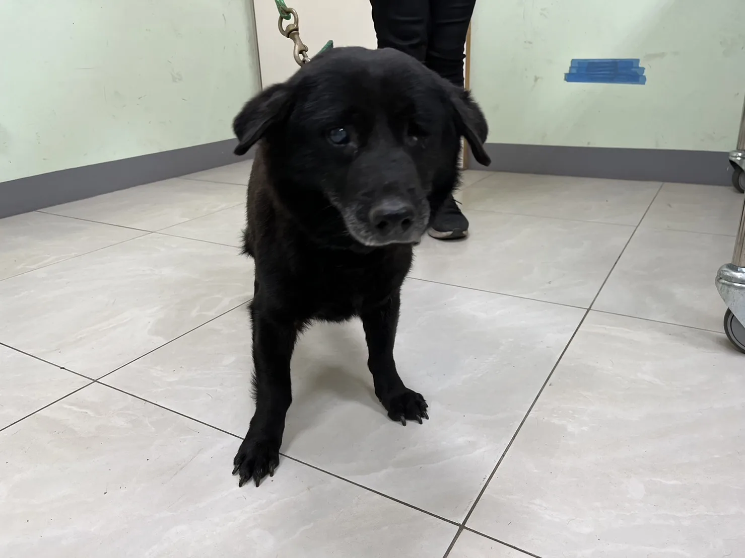 混種犬