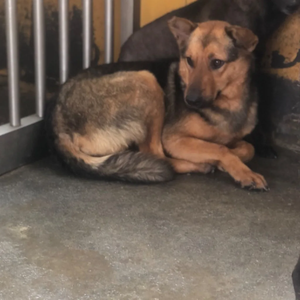 混種犬