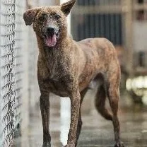 混種犬