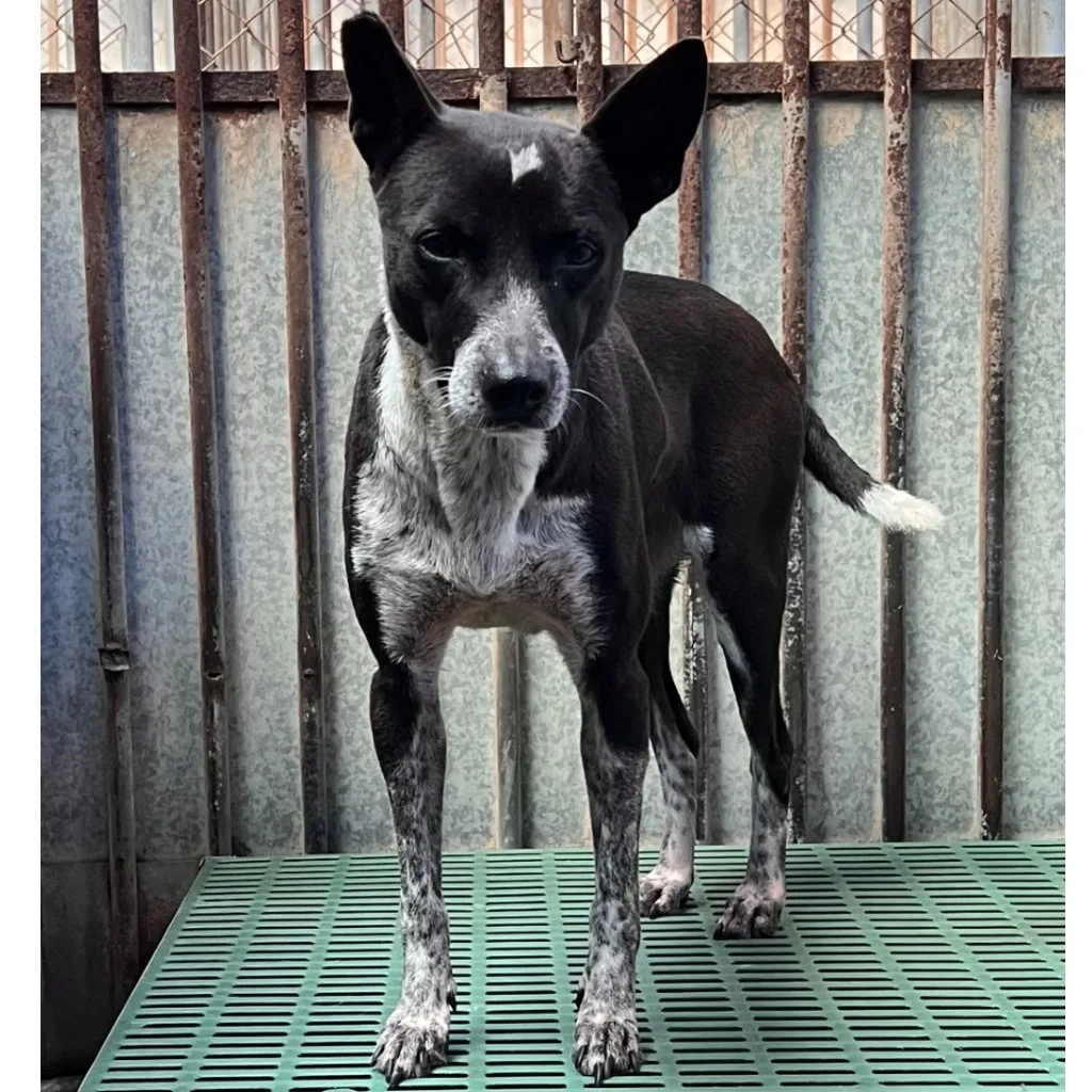混種犬