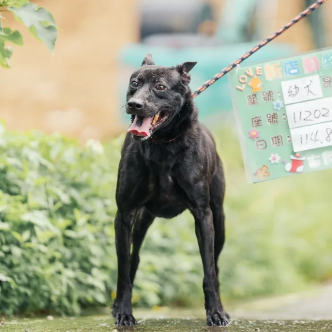 混種犬
