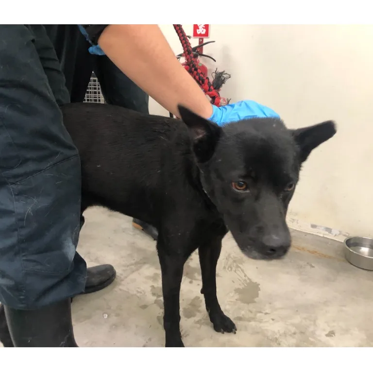 混種犬