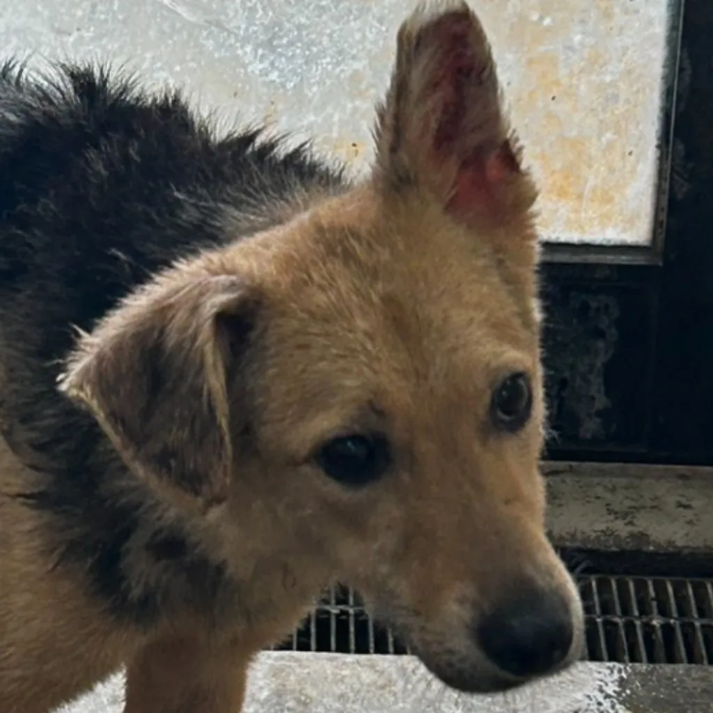 混種犬