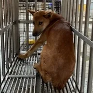 混種犬