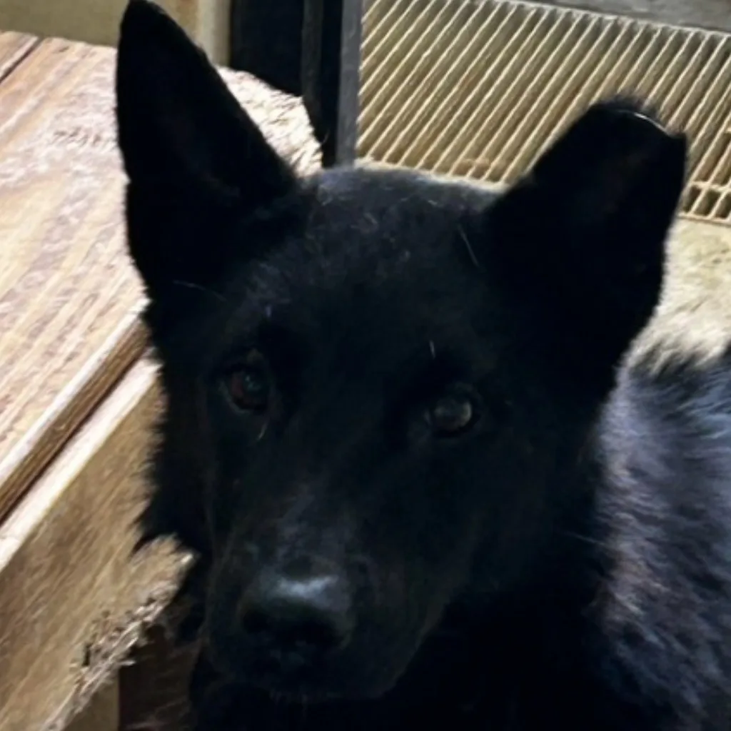 混種犬