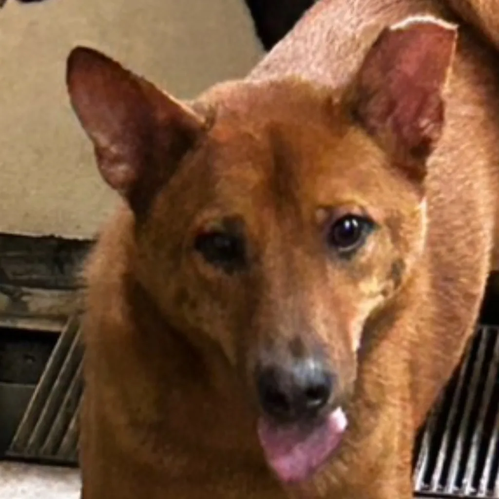 混種犬