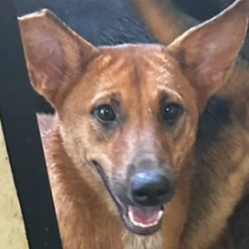 混種犬