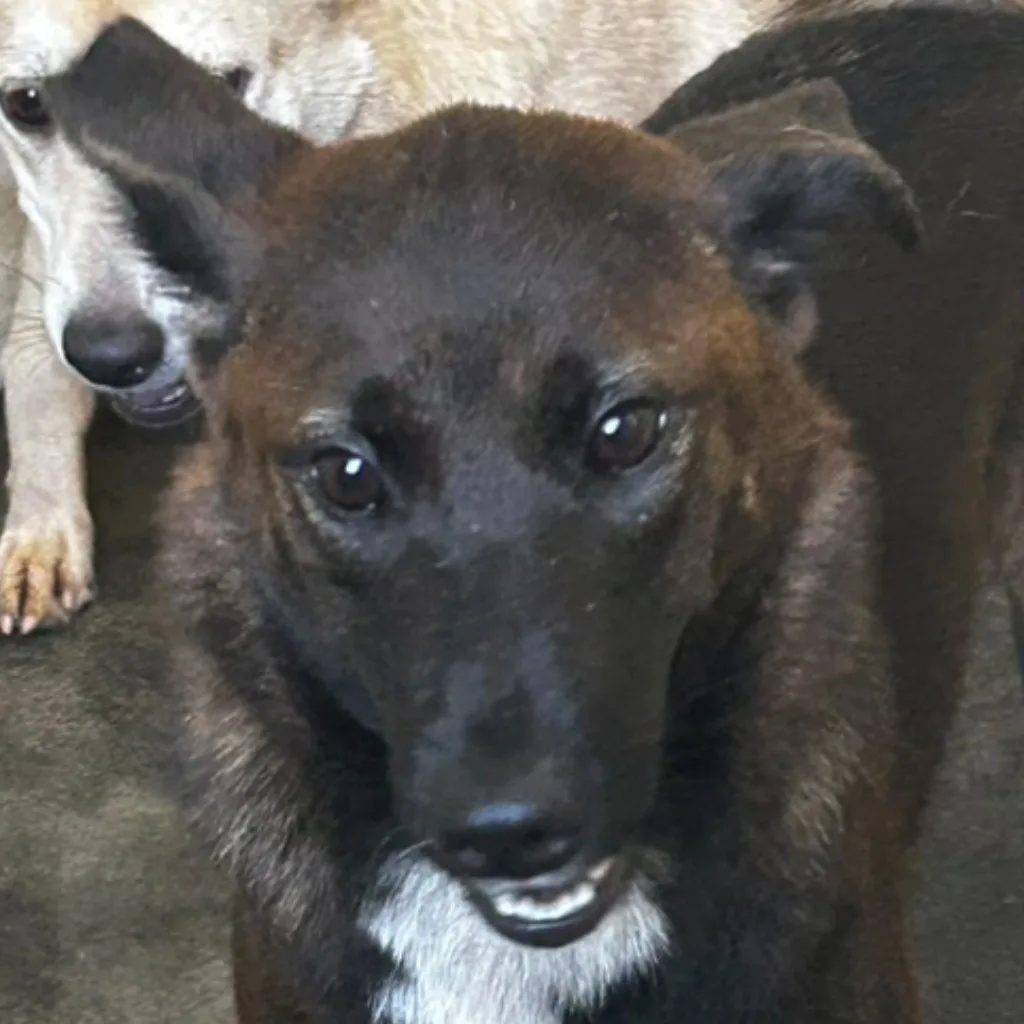混種犬