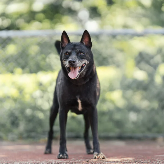 混種犬