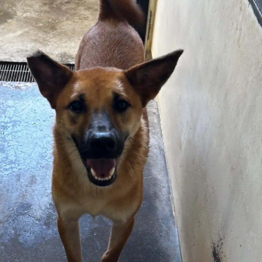 混種犬