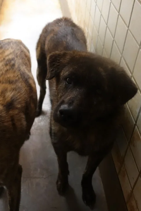 混種犬