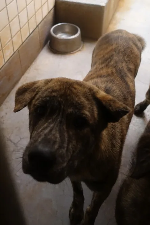 混種犬