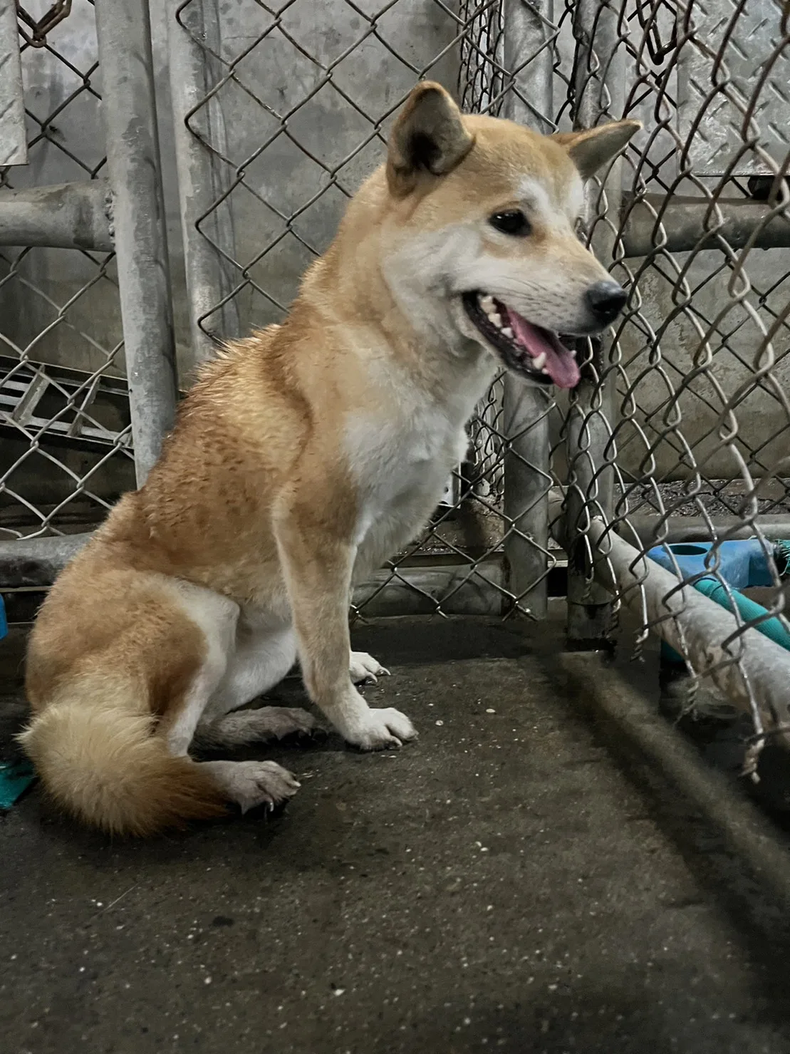 柴犬
