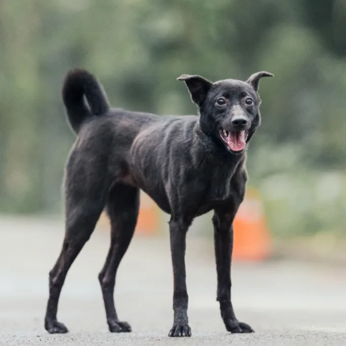 混種犬
