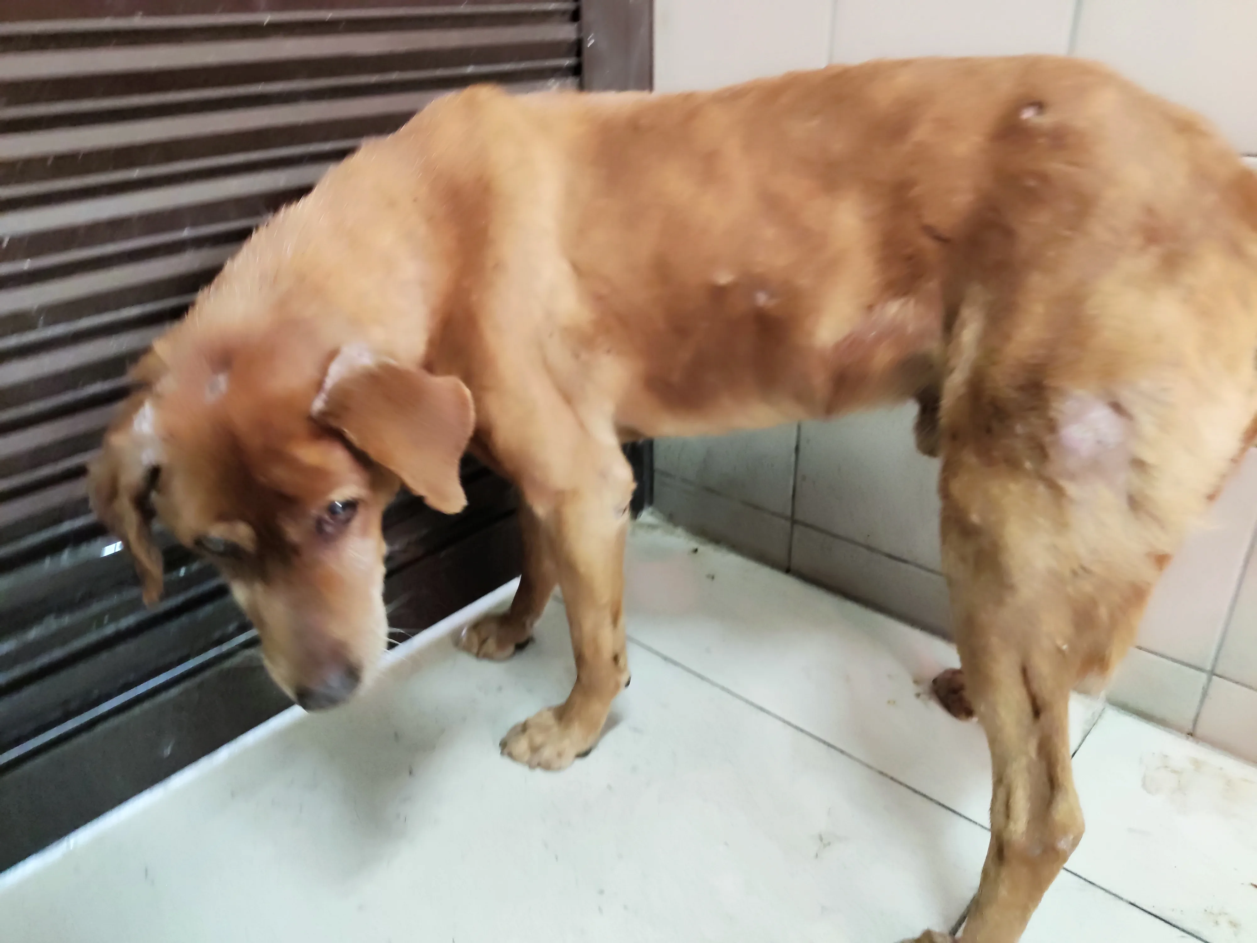 混種犬