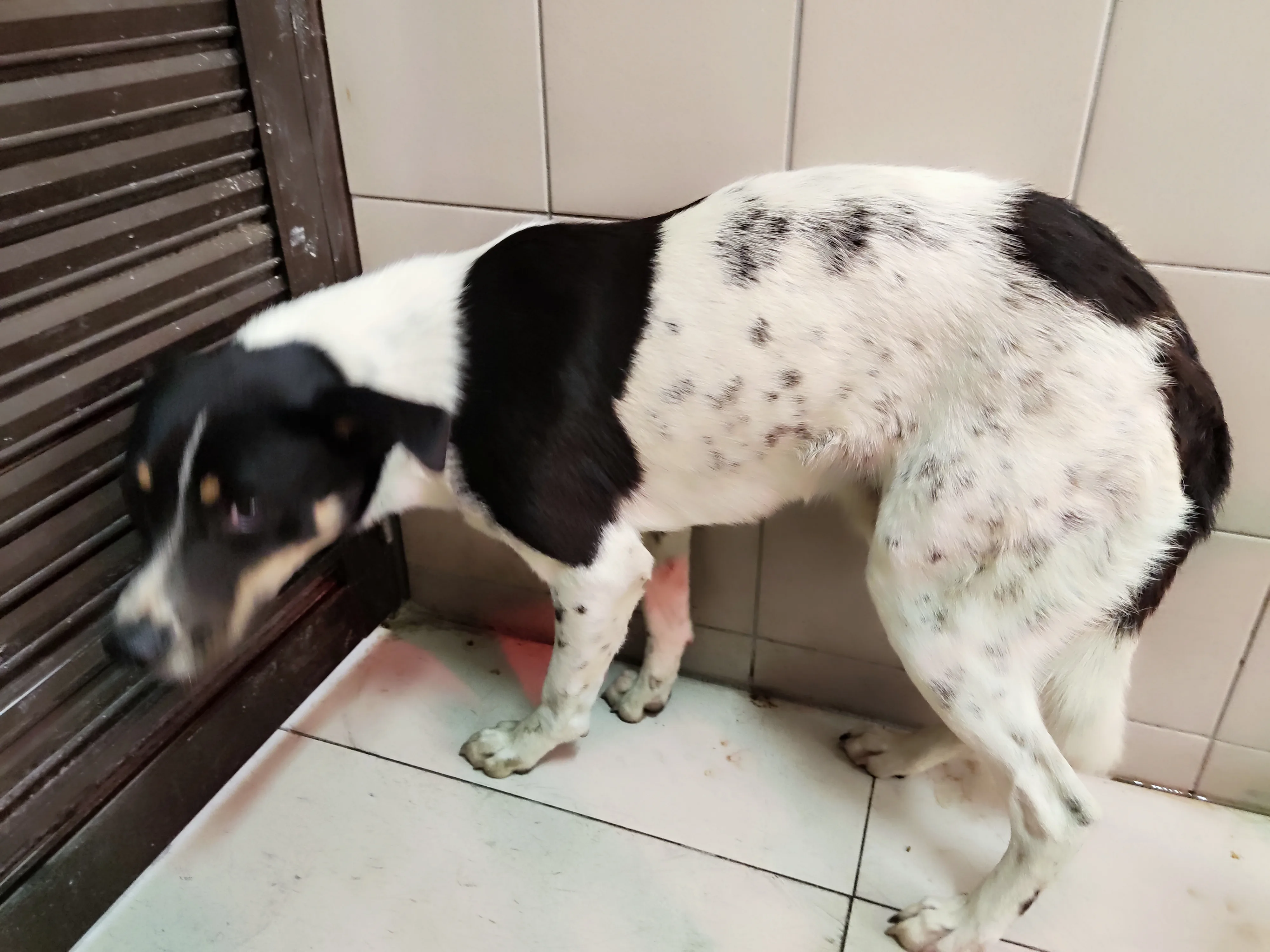 混種犬