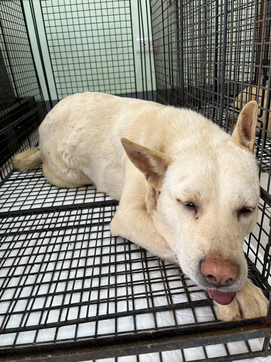 混種犬
