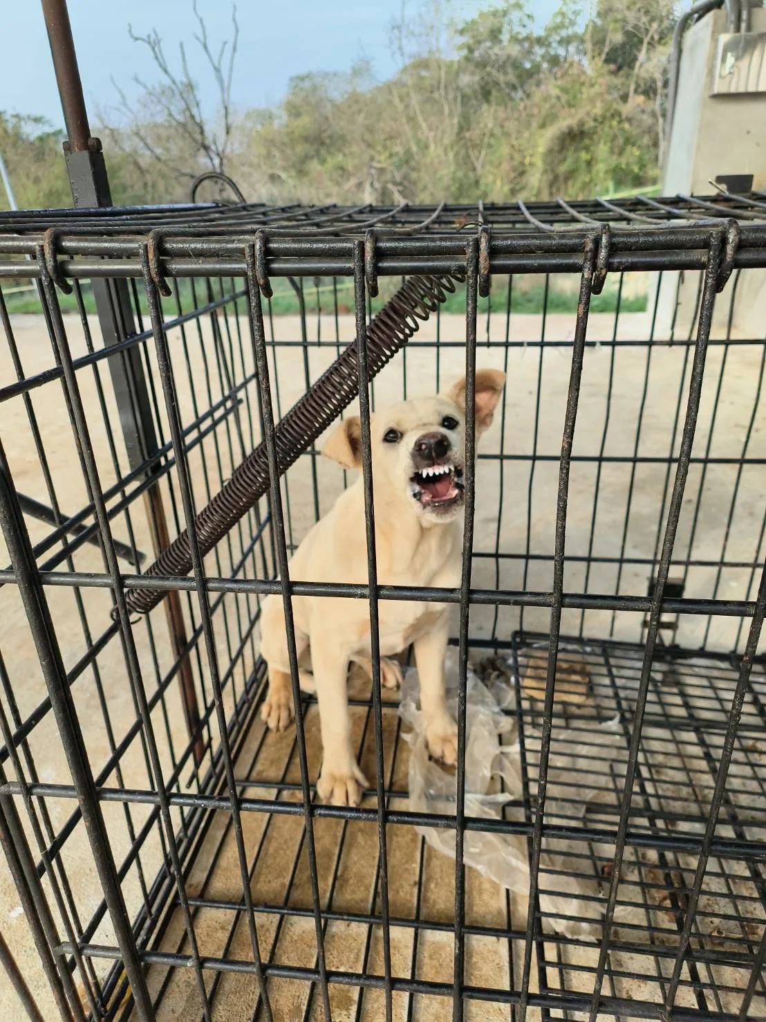 混種犬