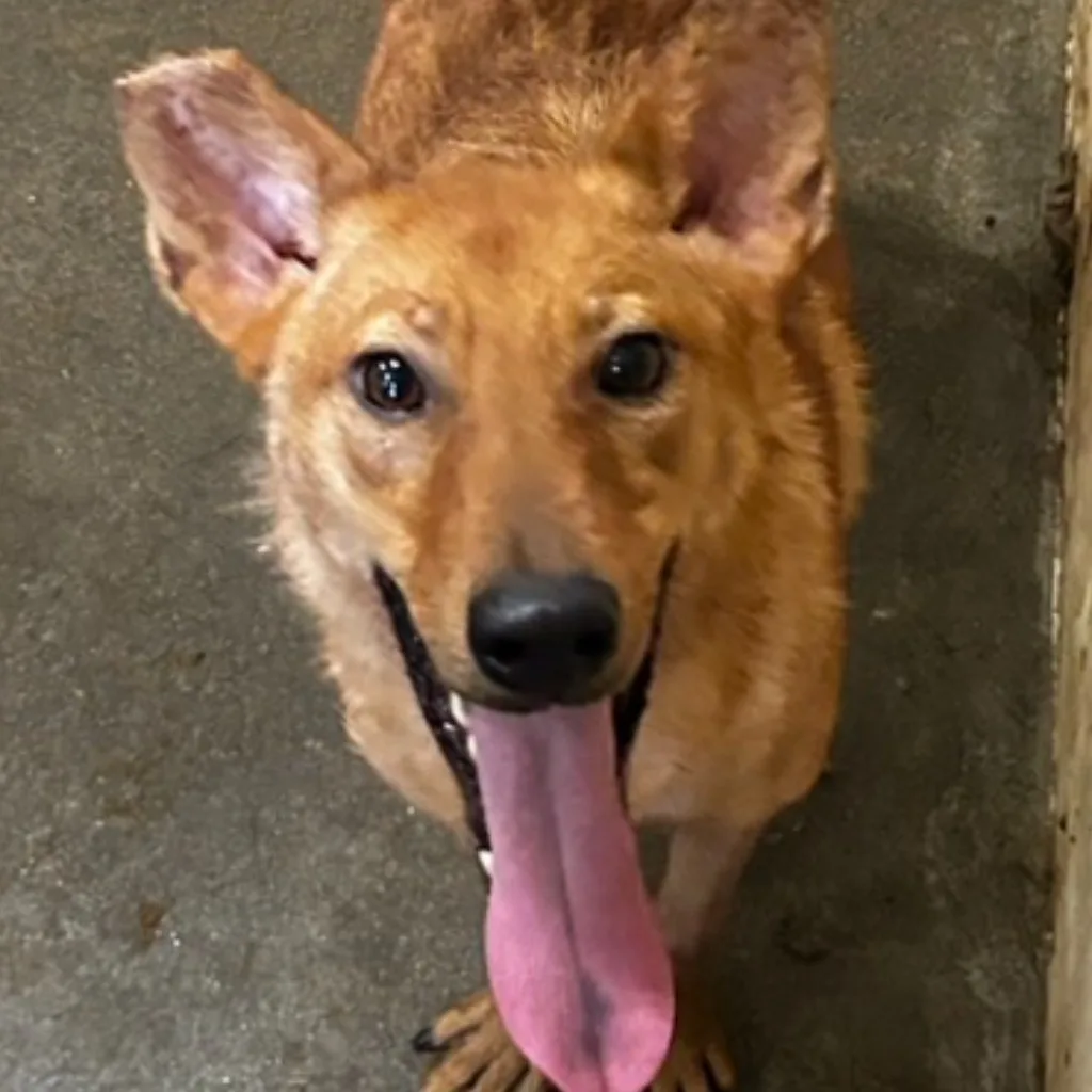 混種犬