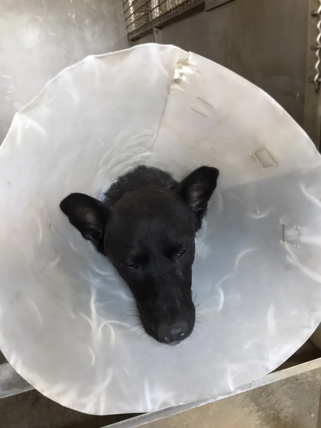 混種犬