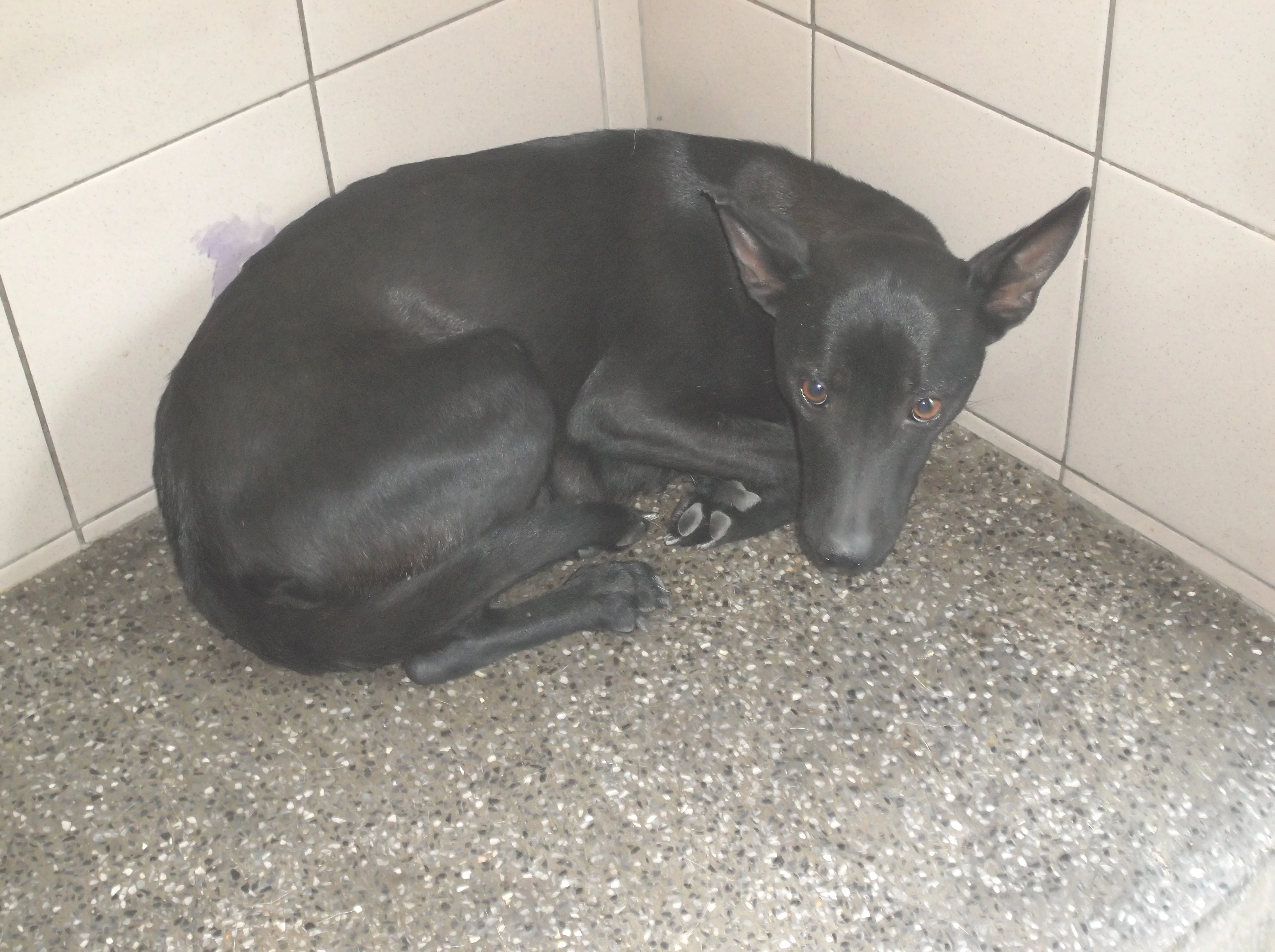 混種犬