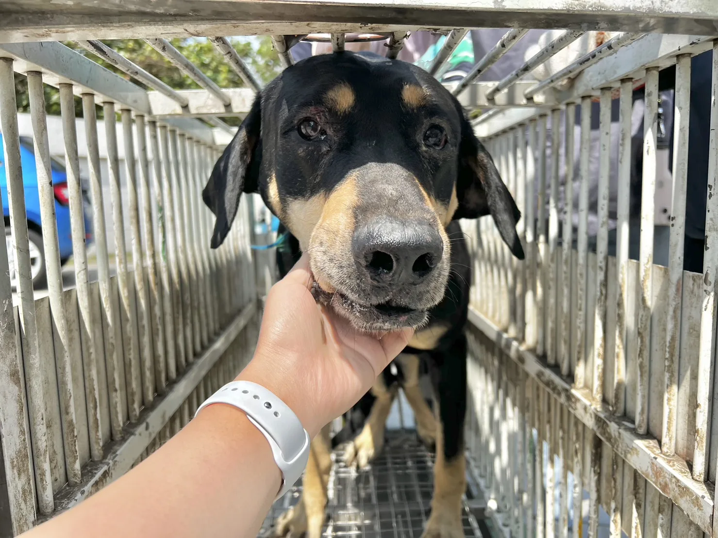 混種犬